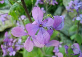 «Lunaria annua» (Lunaria, hierba del nácar, moneda del Papa)